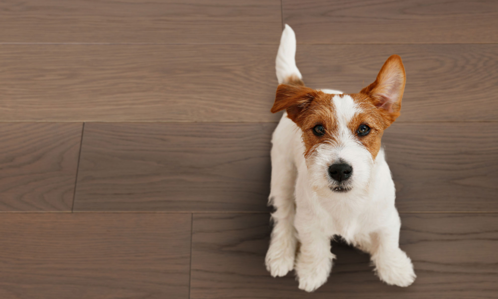 Planchers de Bois Franc Wickham et animaux domestiques